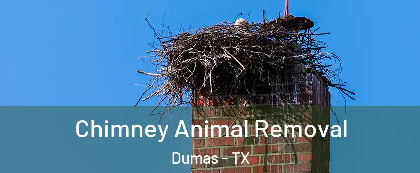 Chimney Animal Removal Dumas - TX