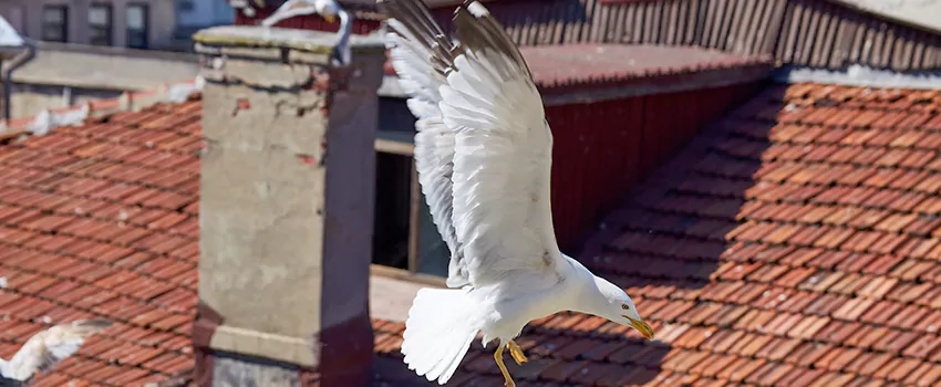Residential Chimney Animal Removal Solution in Dumas, TX