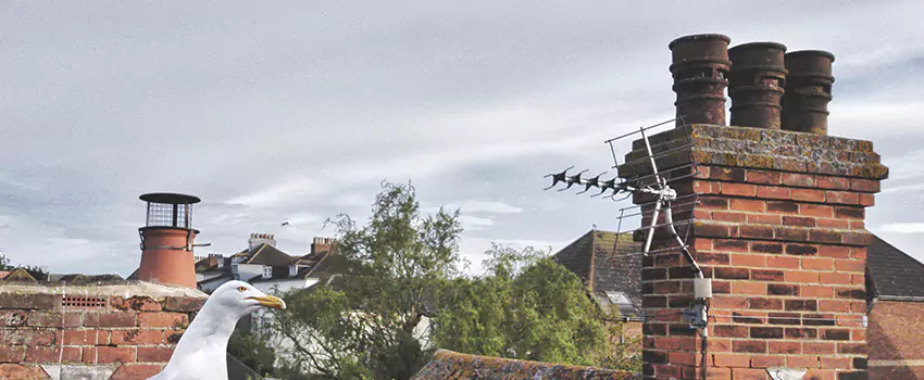 Chimney Cleaning And Restoration in Dumas, Texas
